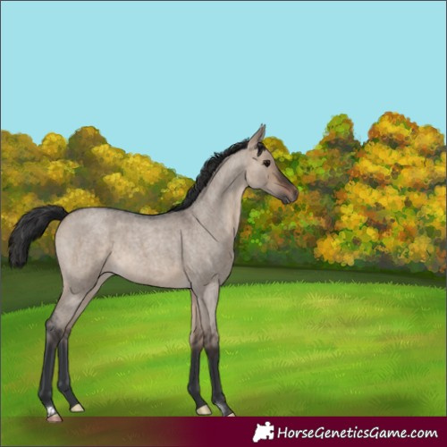 Horse Color:Brown Roan Dun 