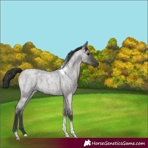Horse Color:Grullo Roan Tobiano 