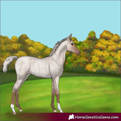 Horse Color:Silver Grullo Roan 