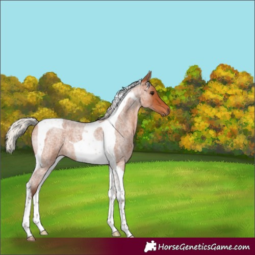 Horse Color:Silver Bay Roan Tobiano 