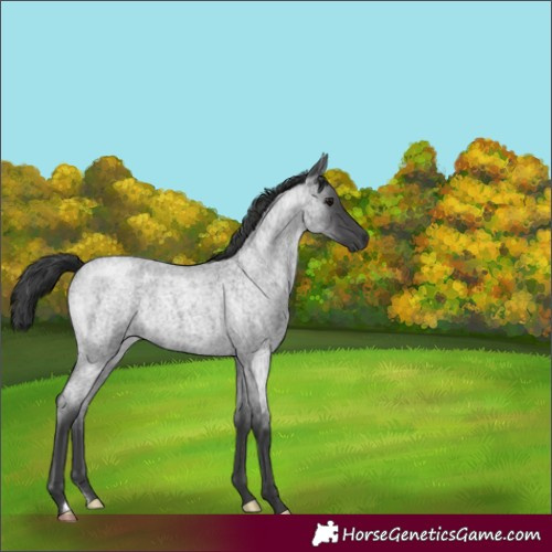 Horse Color:Blue Roan 