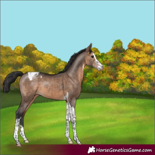 Horse Color:Brown Dun Sabino Tobiano 