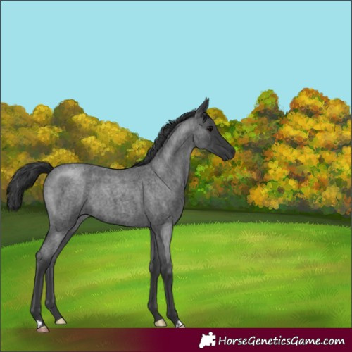 Horse Color:Blue Roan 
