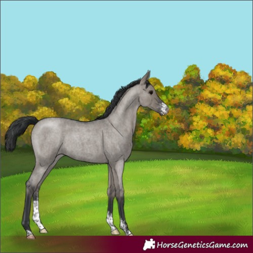 Horse Color:Grullo Roan Sabino 