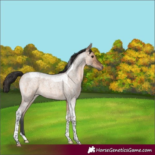 Horse Color:Brown Roan Dun Tobiano 