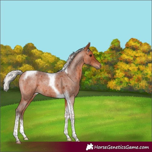 Horse Color:Silver Bay Roan Tobiano 