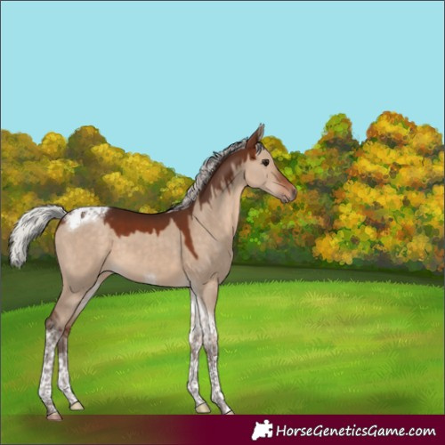 Horse Color:Silver Brown Dun Tobiano 