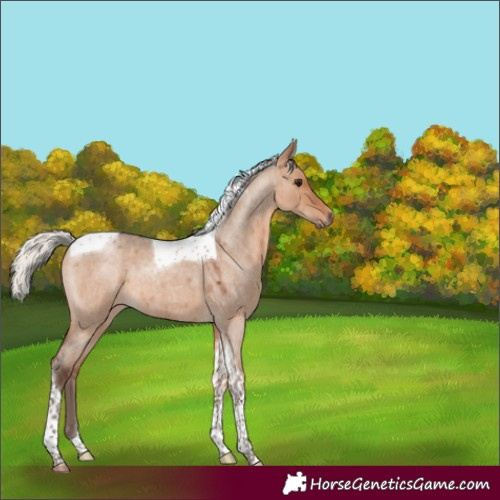 Horse Color:Silver Brown Roan Dun Tobiano 