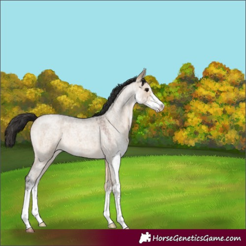 Horse Color:Brown Roan Dun Sabino 
