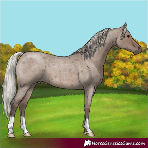 Horse Color:Silver Grullo Roan 