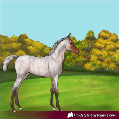 Horse Color:Silver Brown Roan 