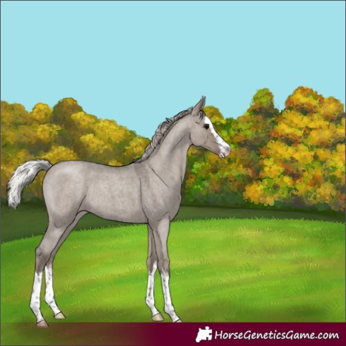 Horse Color:Silver Grullo Roan Splash 