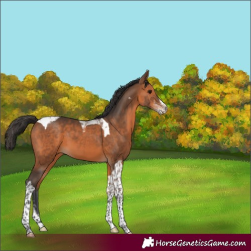 Horse Color:Bay Sabino Tobiano 