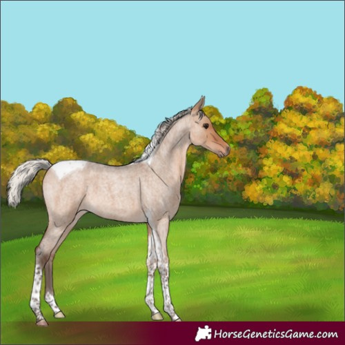Horse Color:Silver Brown Roan Dun Tobiano 