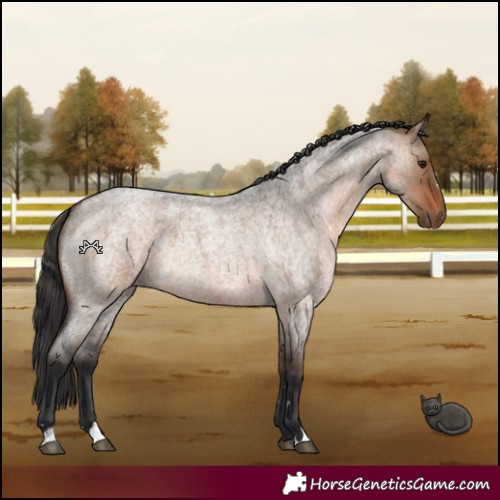 Horse Color:Brown Roan Dun Rabicano 