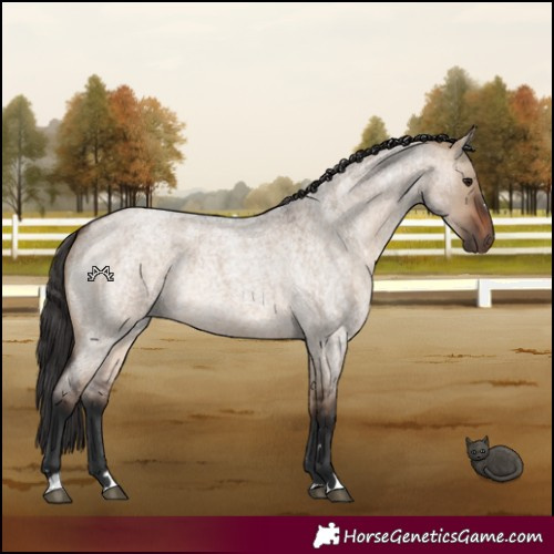 Horse Color:Brown Roan Dun Rabicano 