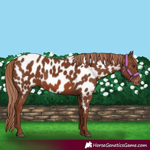 Horse Color:Chestnut Appaloosa