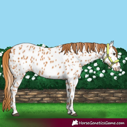 Horse Color:Chestnut Appaloosa 