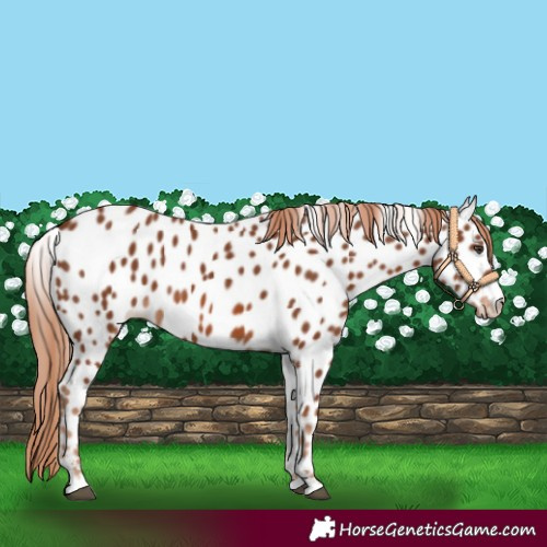 Horse Color:Chestnut Appaloosa