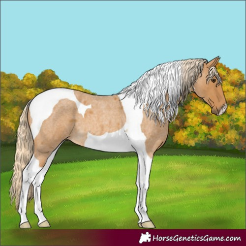 Horse Color:Palomino Roan Tobiano 