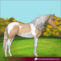 Horse Color:Palomino Roan Tobiano