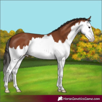 Horse Color:Bay Splash 