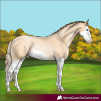 Horse Color:Buckskin Pearl Splash Rabicano