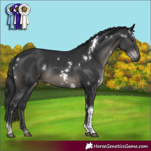 Horse Color:White Spotted Black Tobiano Rabicano 