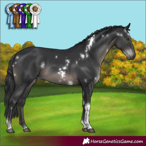 Horse Color:White Spotted Black Tobiano Rabicano 