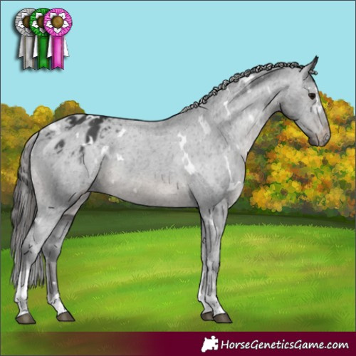 Horse Color:White Spotted Black Tobiano Appaloosa 