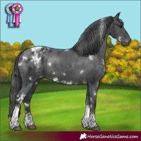 Horse Color:White Spotted Black Tobiano Appaloosa