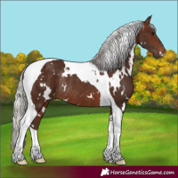 Horse Color:White Spotted Silver Brown Tobiano Rabicano