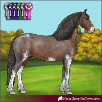 Horse Color:Liver Chestnut Sabino Appaloosa 