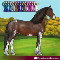Horse Color:Liver Chestnut Sabino Varnish 