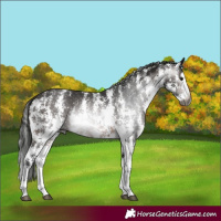 Horse Color:Gray Brown Sabino Splash