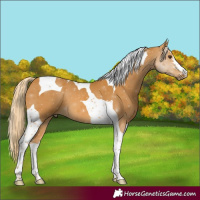 Horse Color:Palomino Tobiano 