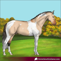 Horse Color:Bay Dun Tobiano 