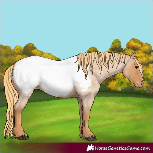 Horse Color:Red Roan Appaloosa 
