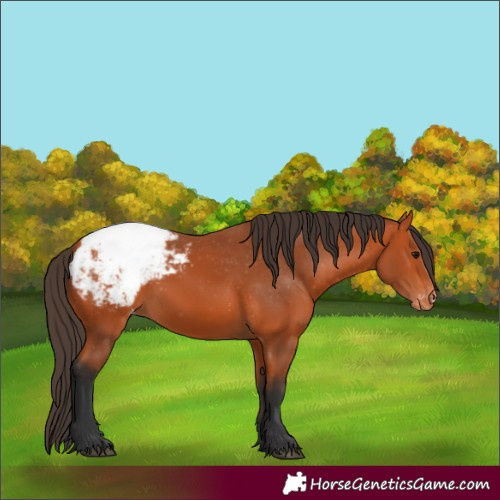 Horse Color:Bay Appaloosa 