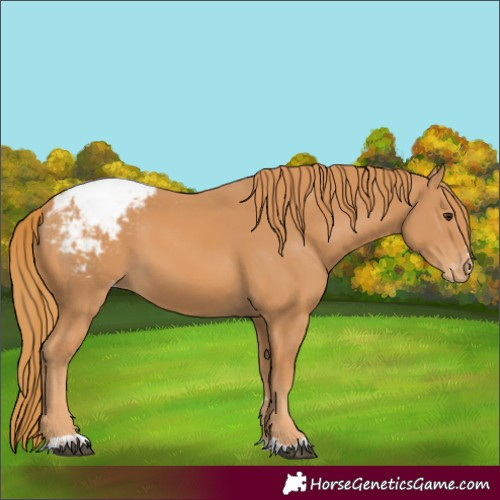Horse Color:Chestnut Appaloosa