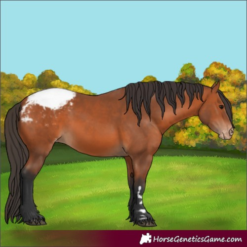 Horse Color:Bay Appaloosa