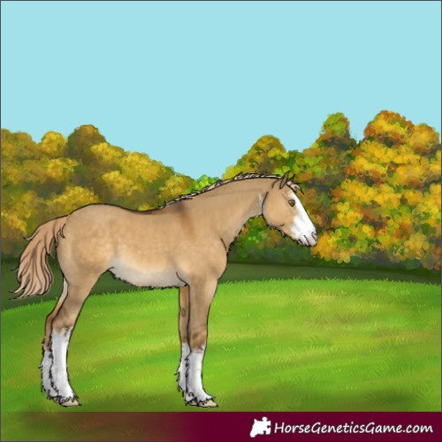Horse Color:White Spotted Chocolate Palomino Dun 