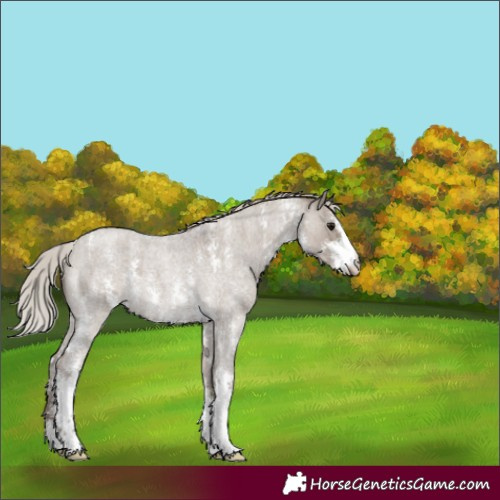Horse Color:Silver Grullo Roan Sabino 