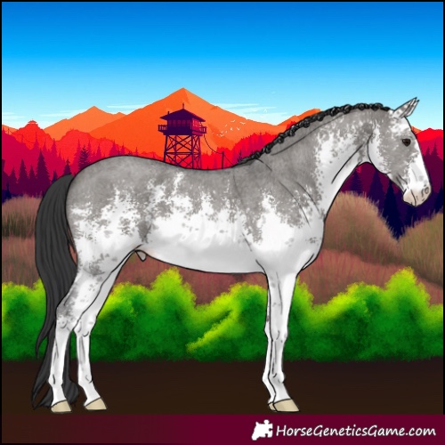 Horse Color:White Spotted Grullo Sabino 