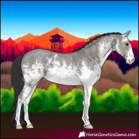 Horse Color:White Spotted Grullo Sabino 
