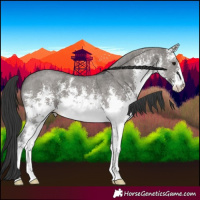 Horse Color:White Spotted Grullo Sabino 
