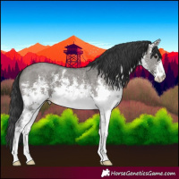 Horse Color:White Spotted Grullo Sabino 