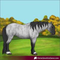 Horse Color:Blue Roan Rabicano 