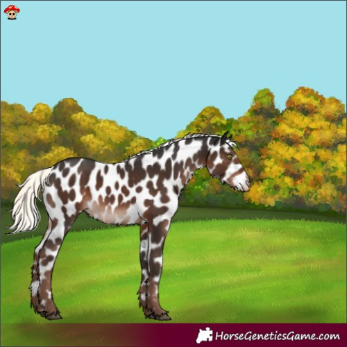 Horse Color:Liver Chestnut Mushroom Leopard 