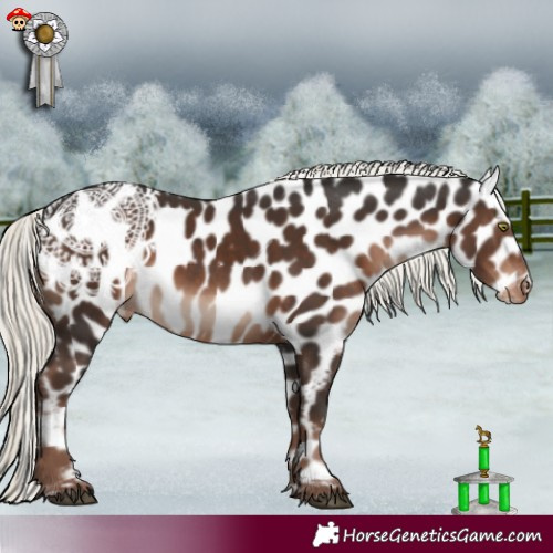 Horse Color:Liver Chestnut Mushroom Leopard 